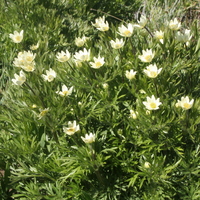 Anemone multifida