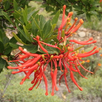 Embothrium coccineum