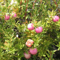 Gaultheria mucronata