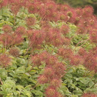 Acaena magellanica