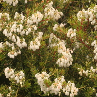 Gaultheria mucronata