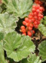 Gunnera magellanica in fruit