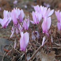 Cyclamen hederifolium