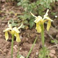 Iris wilsonii ?
