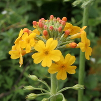 Primula bulleyana