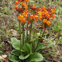 Primula aurantiaca