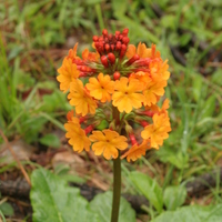 Primula aurantiaca