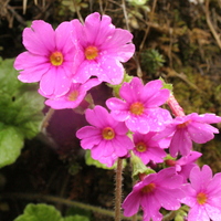 Primula obconica subsp. werringtonensis Muli form