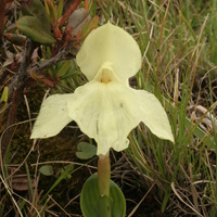 Roscoea cautleyoides