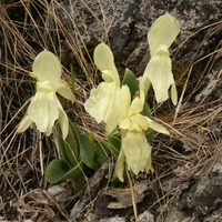 Roscoea cautleyoides