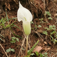 Arisaema candidissimum