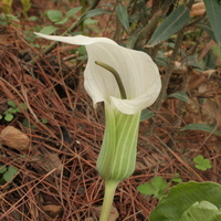 Arisaema candidissimum