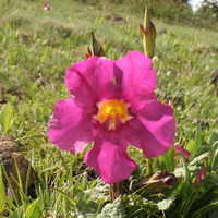 Incarvillea mairei