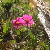 Incarvillea mairei