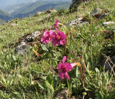 Incarvillea mairei + hills