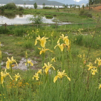 Iris wilsonii ?