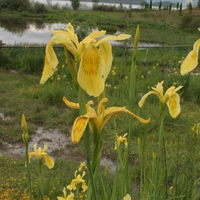 Iris wilsonii ?