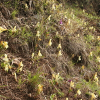 Roscoea cautleyoides