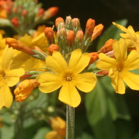 Primula bulleyana thrum