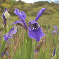 Iris bulleyana
