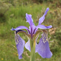 Iris bulleyana