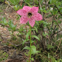 Nomocharis aperta