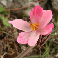 Podophyllum hexandrum