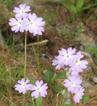 Primula involucrata subsp. yargongensis