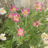 Anemone drummondii