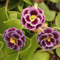 Primula auricula special seedlings