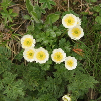 Ranunculus alpestris