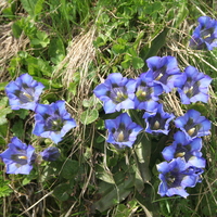 Gentiana acaulis