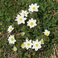 Pulsatilla alba