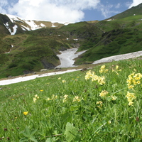 Primula elatior (snow-melt plant)