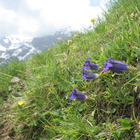 Gentiana acaulis in habitat