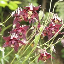 Aquilegia atrata
