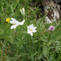 Paradisea liliastrum