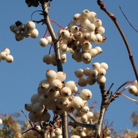 Sorbus aff. cashmiriana