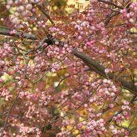 Sorbus pseudovilmorinii
