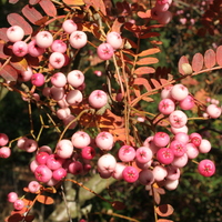 Sorbus pseudovilmorinii