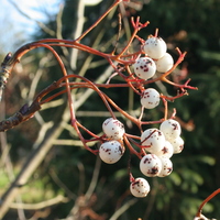 Sorbus KR5334