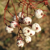 Sorbus KR5334