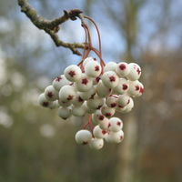 Buy Sorbus microphylla agg.