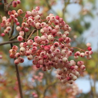 Sorbus bulleyana MF96170