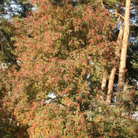 Sorbus carmesina B&L12545