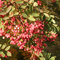 Sorbus carmesina B&L12545