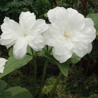 our display - Trillium grandiflorum 'Snowbunting'