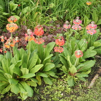 Primula x bulleesiana in garden