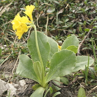 Primula auricula