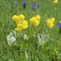 Gentiana acaulis and Primula auricula